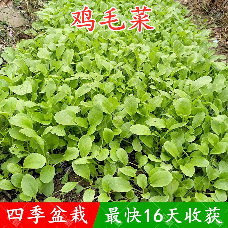 鸡毛菜种子种籽四季小白菜青菜油菜上海青阳台盆栽蔬菜菜籽孑籽种
