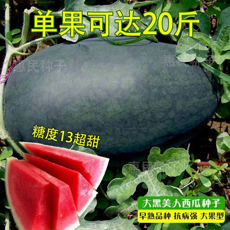大黑美人西瓜早熟抗病超大果有籽西瓜种子特甜 庭院大田蔬菜种子