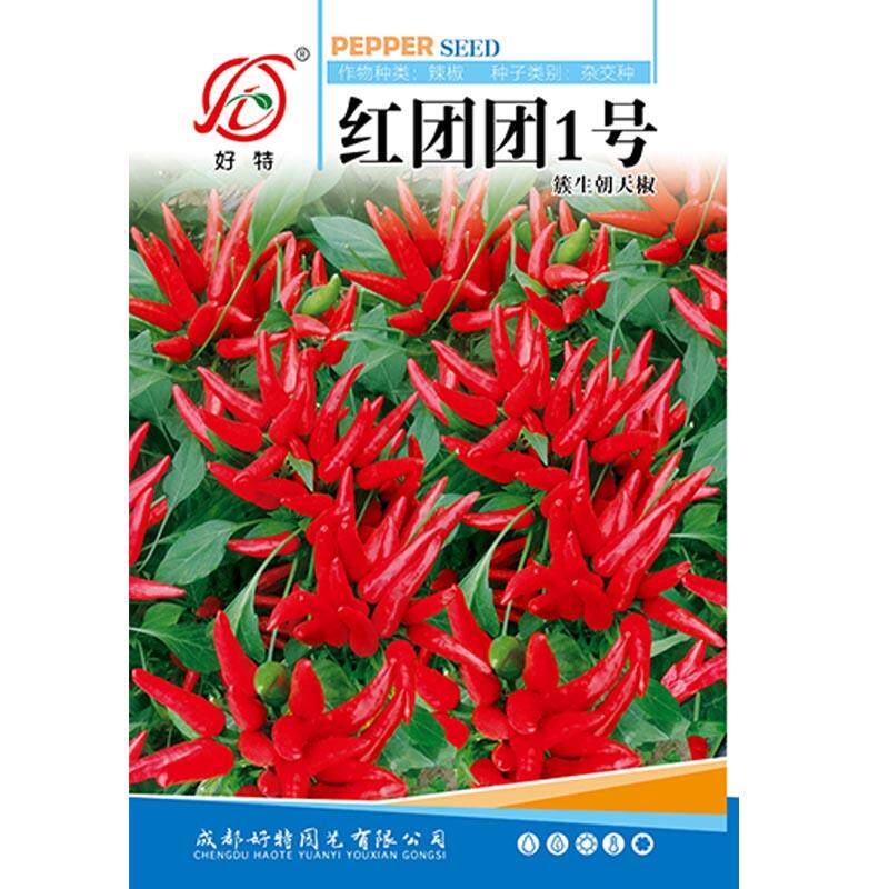 红团团一号簇生朝天椒辣椒种子红色美人春季秋季变色新鲜正品新种