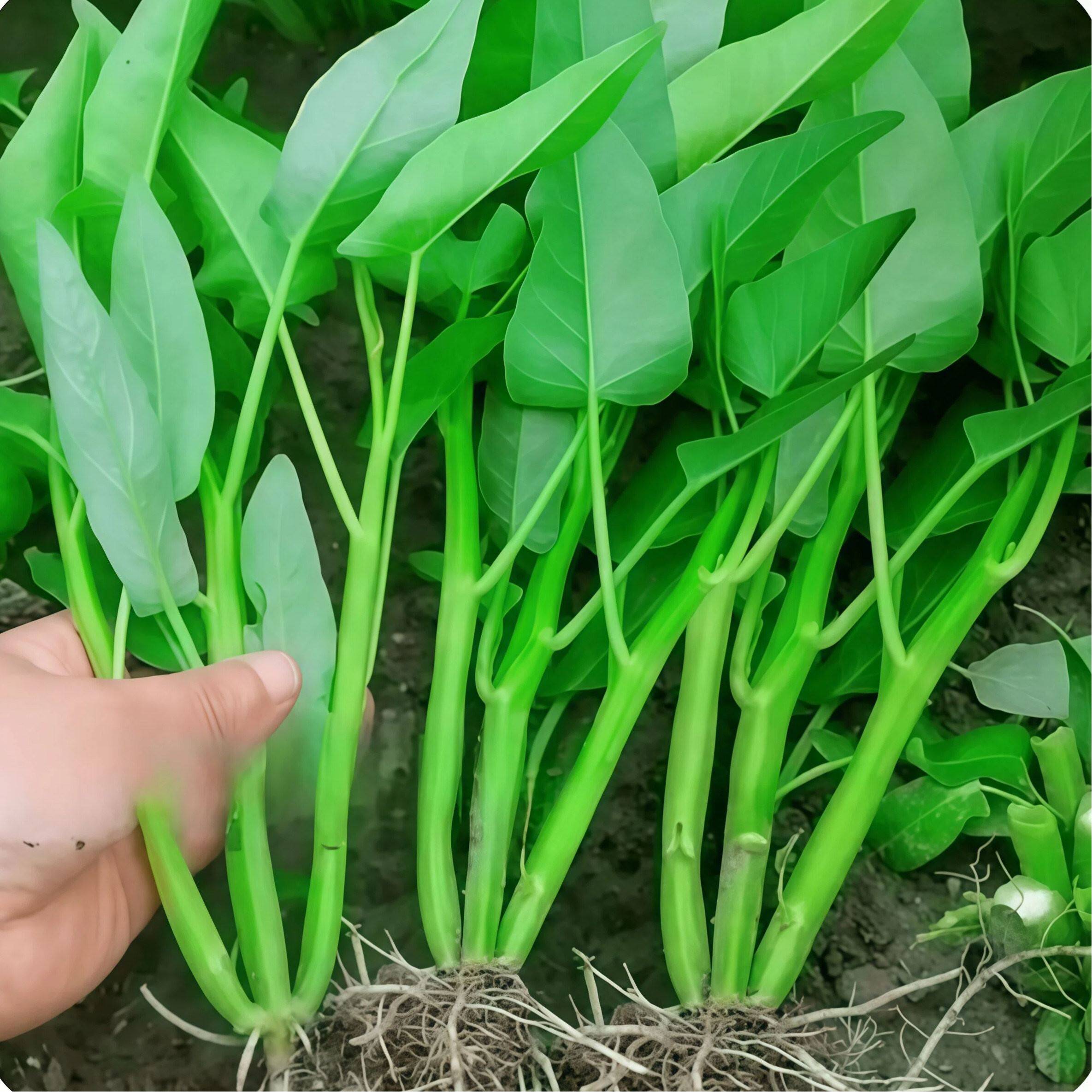 三叉空心菜种籽蕹子通菜