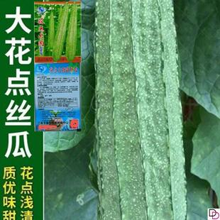 大花点棱丝瓜种子无纤维春季四季阳台盆栽蔬菜种孑丝瓜菜种籽
