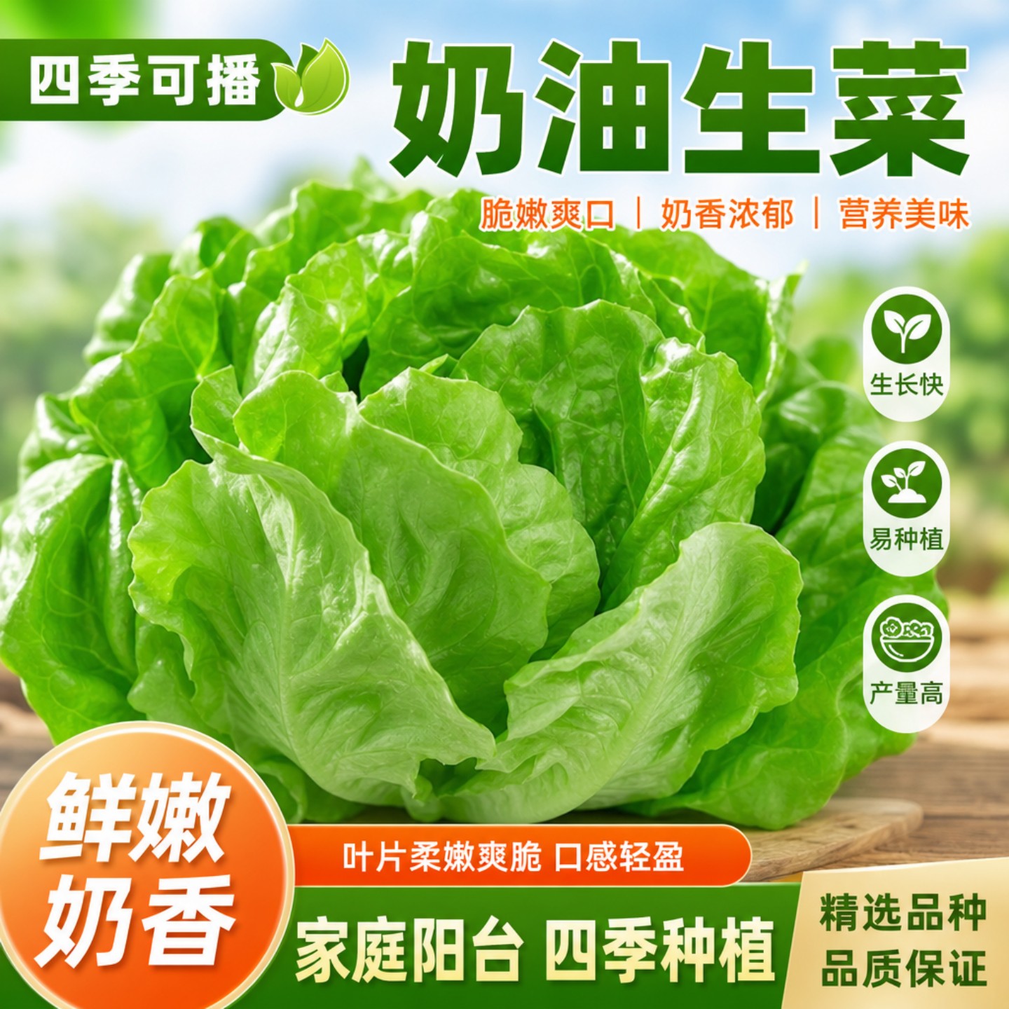 耐热奶油生菜种子四季播种可生吃