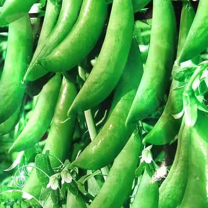 甜豌豆种子奇珍76甜脆豌豆种子专门吃壳厚肉碗豆荚耐寒甜豆种子A