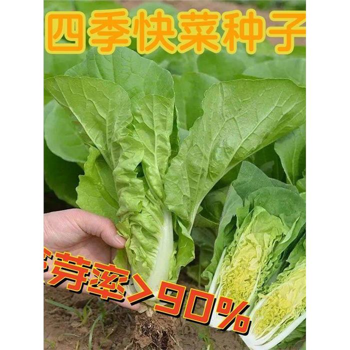 四季快菜种子奶油小白菜种子春夏水白菜四季庭院阳台盆栽蔬菜种A