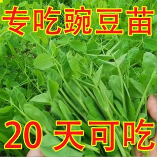 豌豆苗种子鲜嫩豌豆尖种籽春秋季青菜籽种阳台盆栽新种
