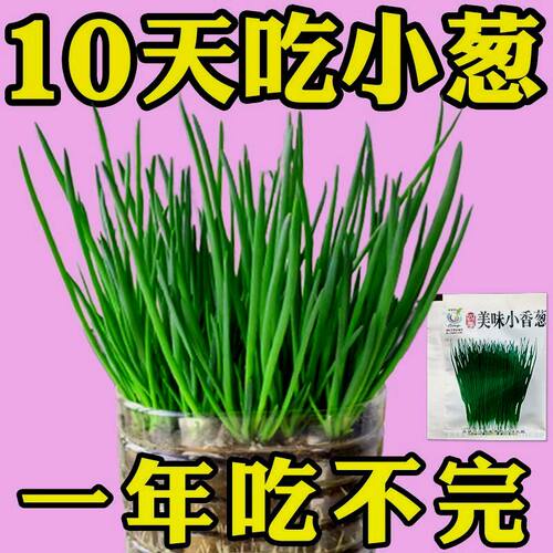 四季小香葱种子阳台家庭种植盆栽