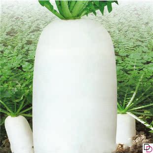 白萝卜种子九斤王春不老种籽苗秋季庭院阳台盆栽蔬菜种孑大全四季