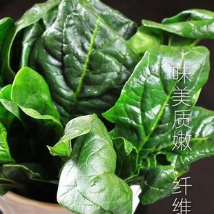 趴地菠菜种子老品种塌地菠春秋冬季耐寒耐热菜种红根菠菜易种新种