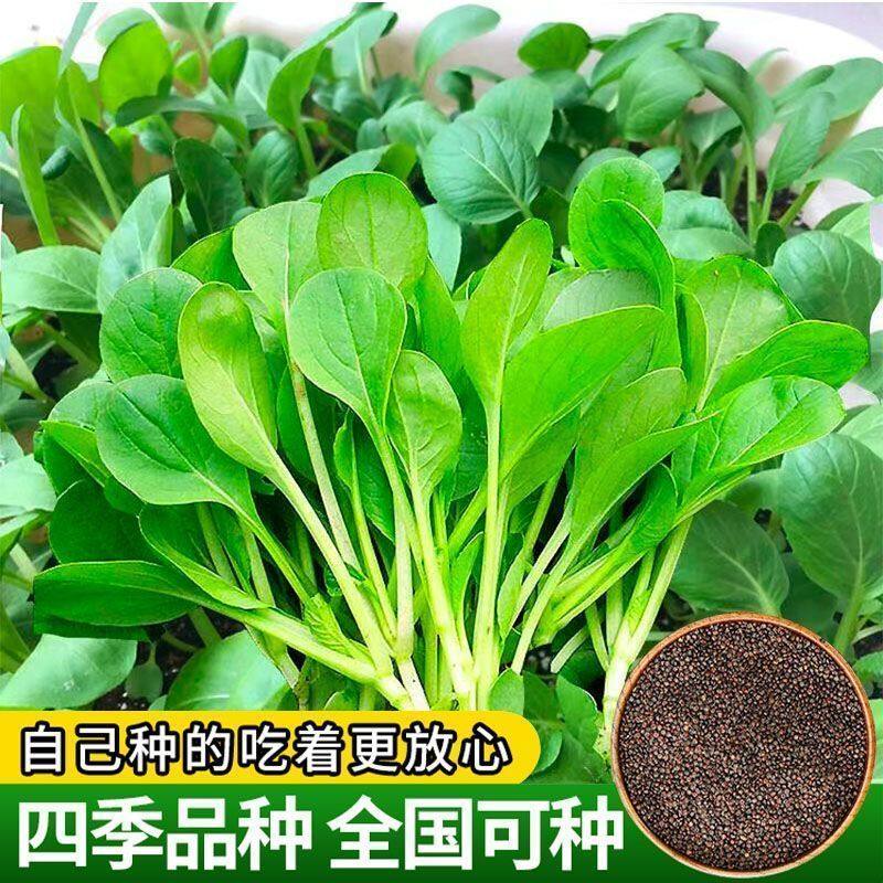 速生鸡毛菜种子小油菜小白菜生长快易种植盆栽阳台庭院耐热抗寒,鲜花速递/花卉仿真/绿植园艺,家庭园艺种子,淘宝优惠券,粉丝福利购,淘宝优惠卷