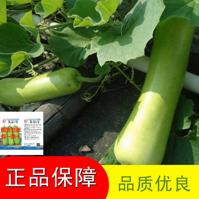 美亮一号瓠瓜种子亮绿型耐热青瓜春季秋季青皮西葫芦秋播老式新种
