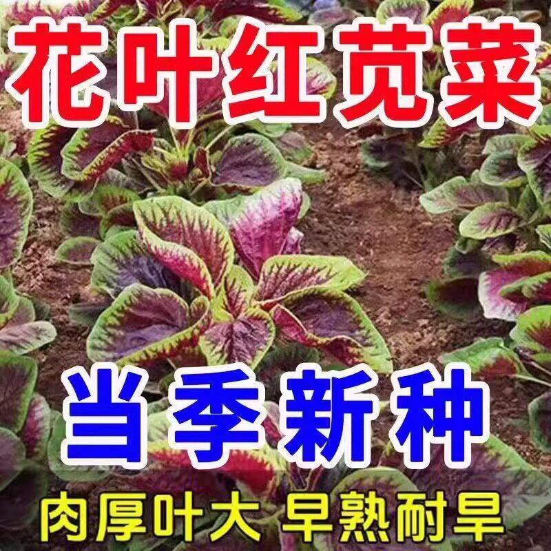 红圆叶苋菜种子米汉菜阳台盆栽庭院农家作物四季播种植疏蔬菜种籽