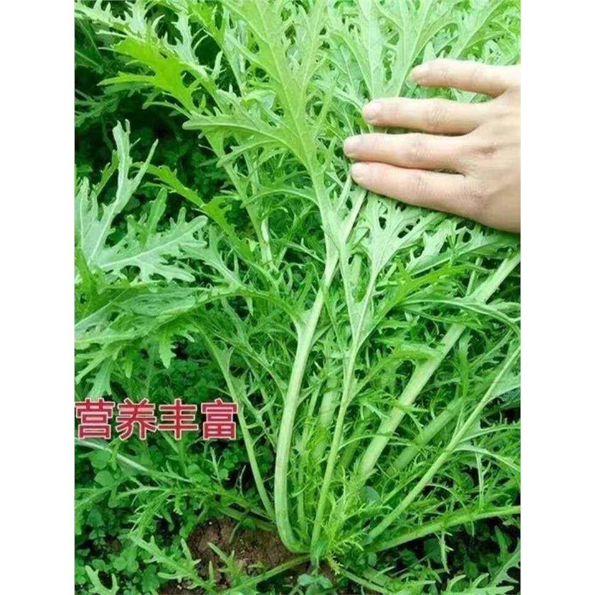 小叶雪里红种子梅干菜蕻