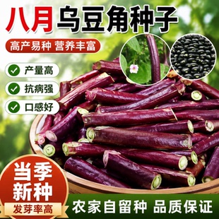 超耐热八月乌秋豆角种子高产紫红豇豆角春秋播种阳台庭院蔬菜种子