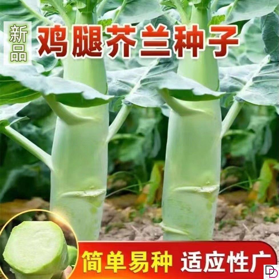芥蓝种子正品鸡腿甜脆芥