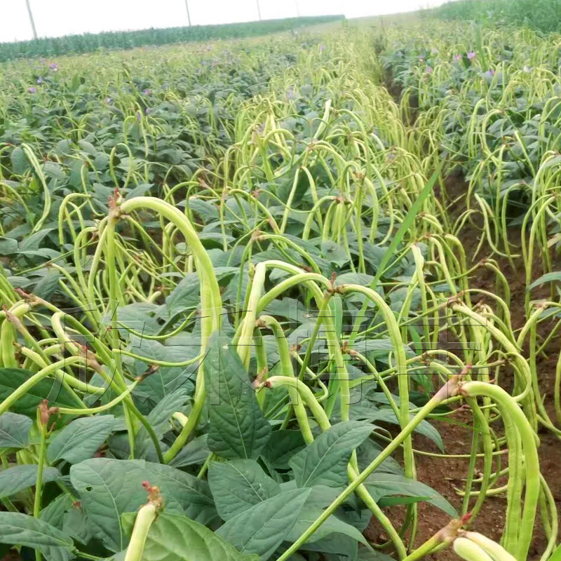 无架豆角种种子春夏秋季地豆不搭架豇豆种籽四季庭院盆栽蔬菜种孑