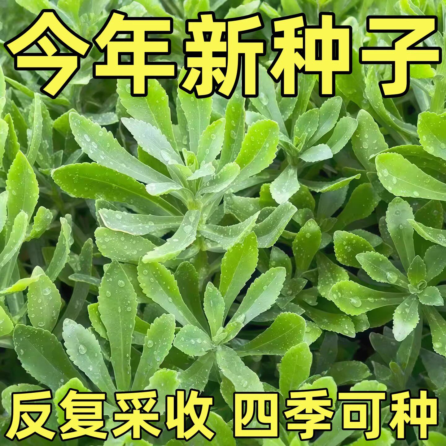 高钙养心菜种子救阳台四