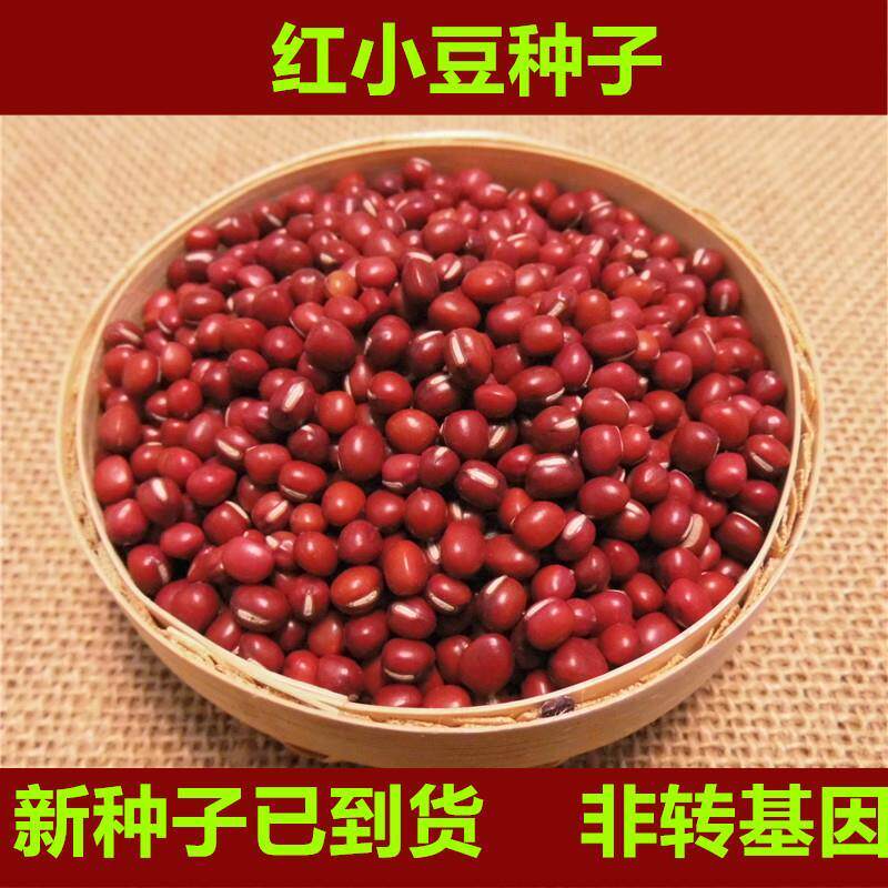 老品种红小豆种子农家赤小豆种籽早熟籽种小红豆五谷杂粮新种
