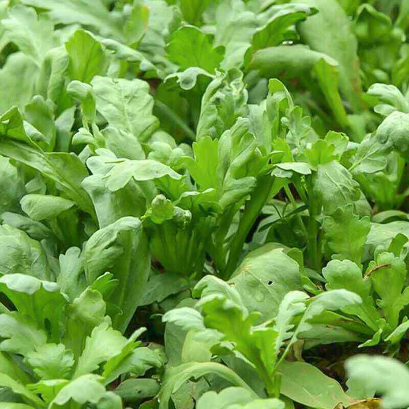 皇帝菜种籽小叶茼蒿种子 香味横溢 多次采收四季播春夏秋耐热耐A