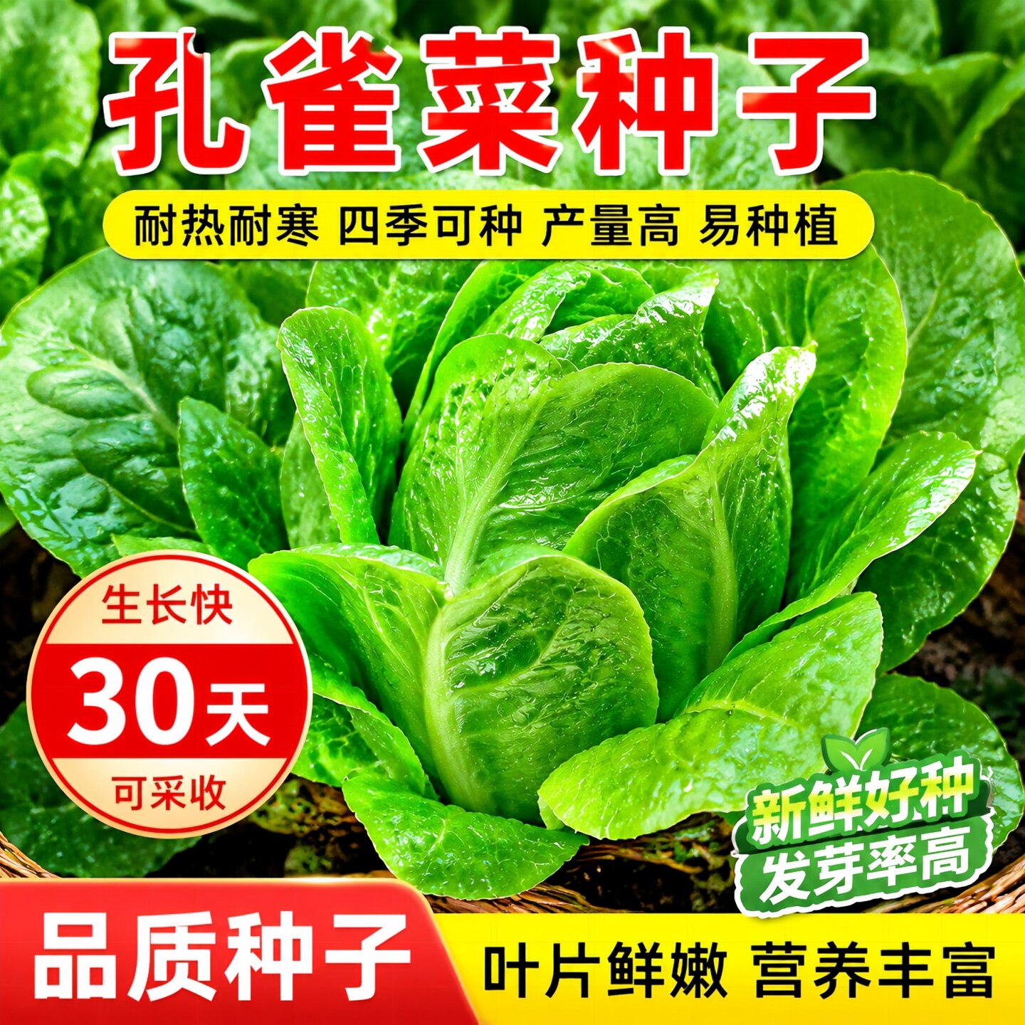 【新种到货】四季孔雀菜生菜种子阳台盆栽耐热可生吃蔬菜种子大全