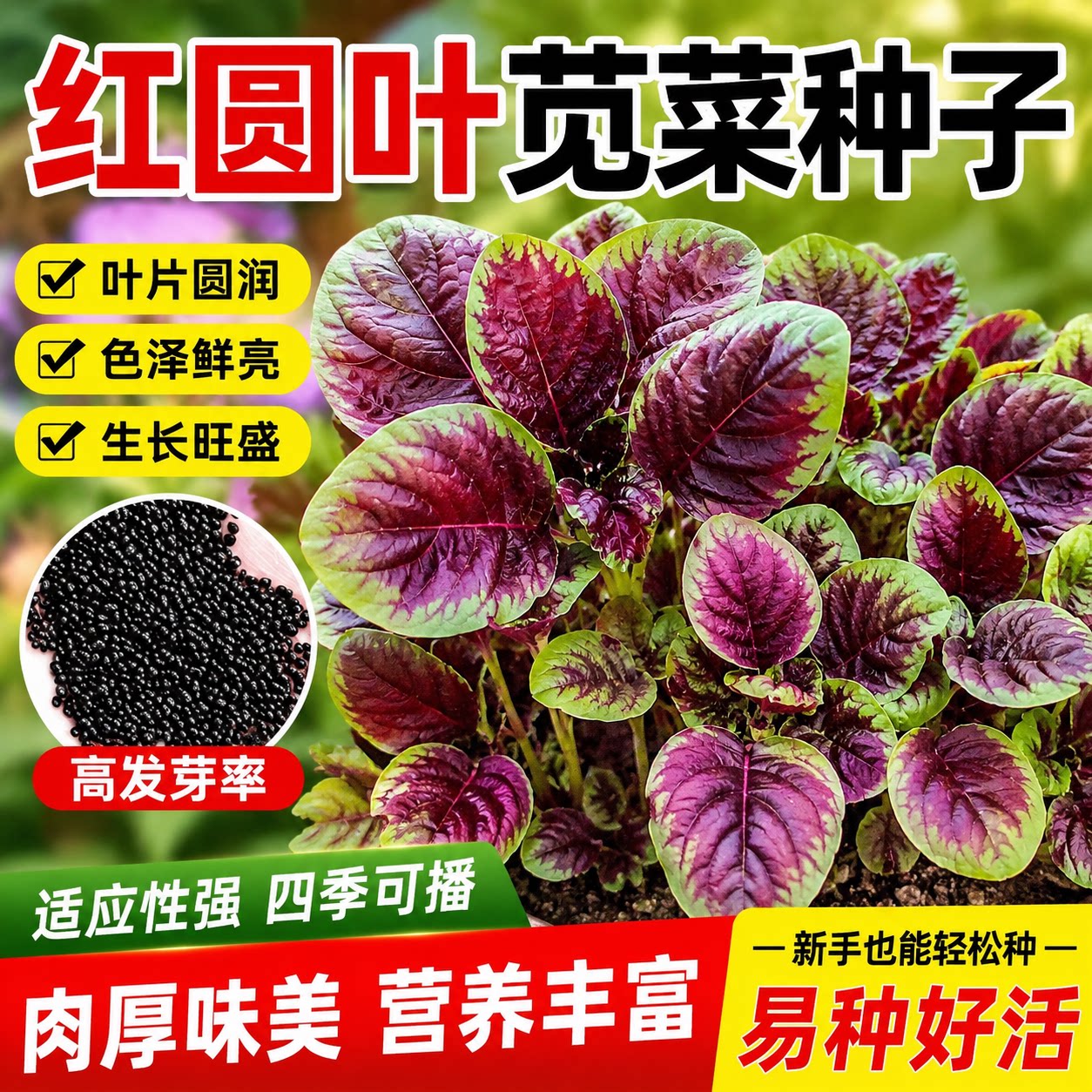 红苋菜种子大叶圆叶红苋菜家庭阳台盆栽蔬菜耐热速生高产蔬菜种籽
