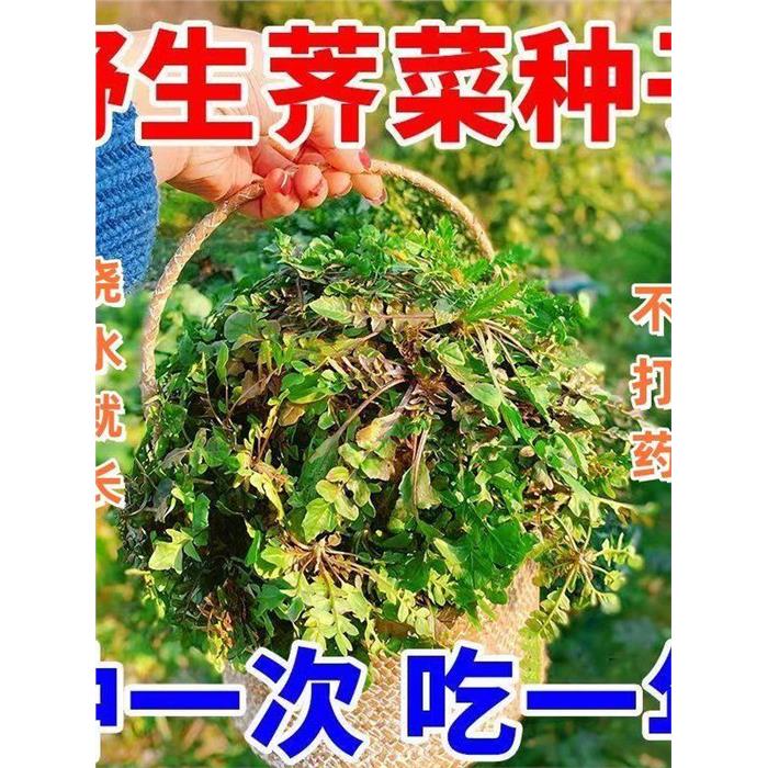 可越冬大叶荠菜种子香野