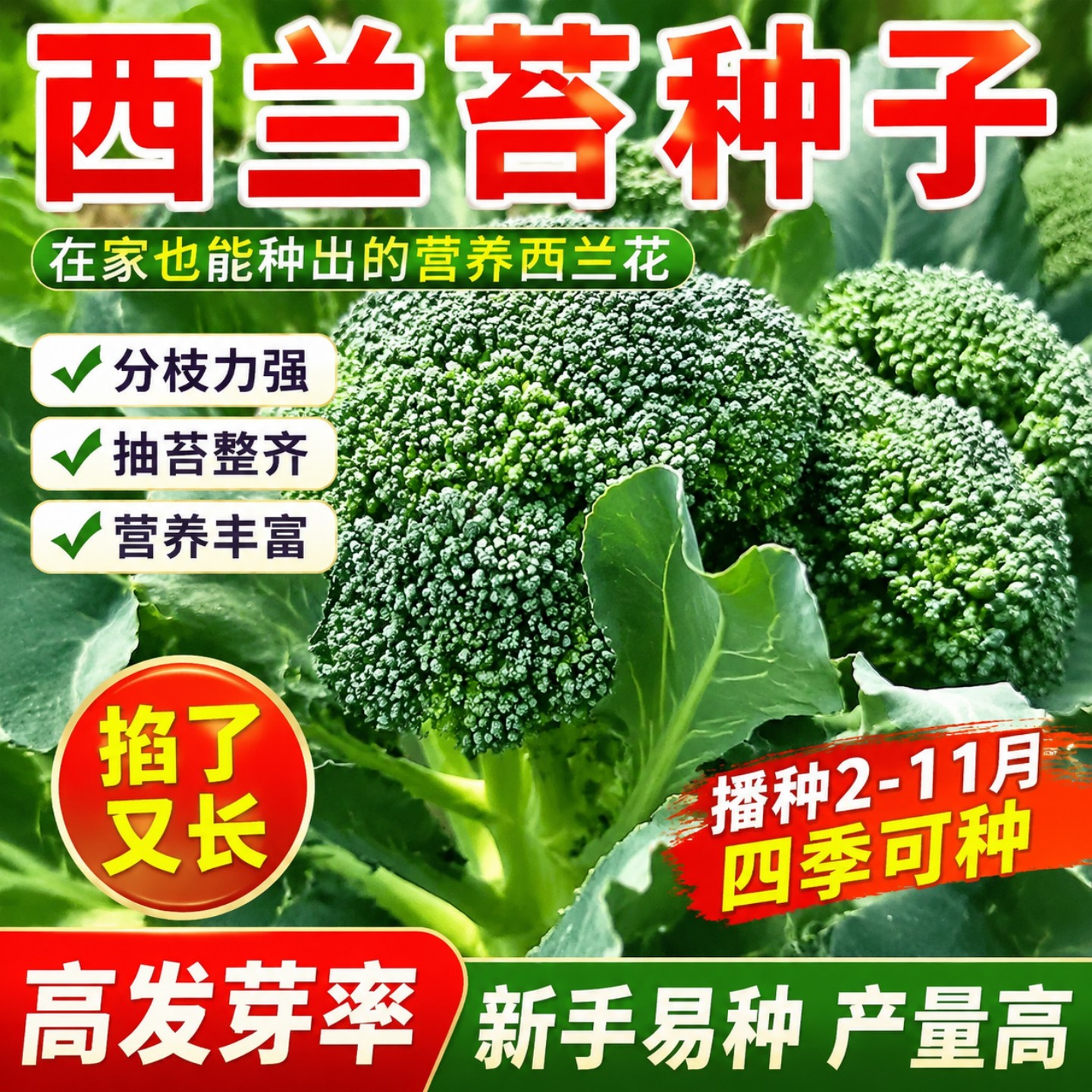 有机西兰苔芥菜苔四季播种种子