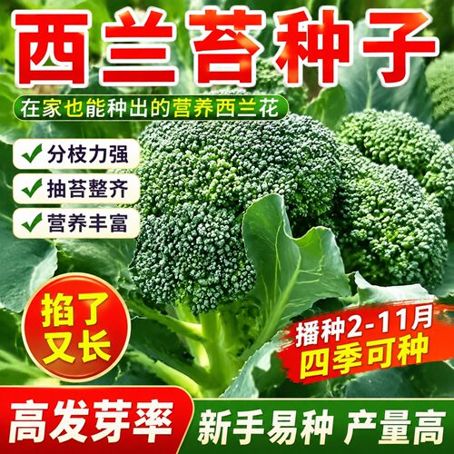 有机西兰苔芥菜苔四季播种种子