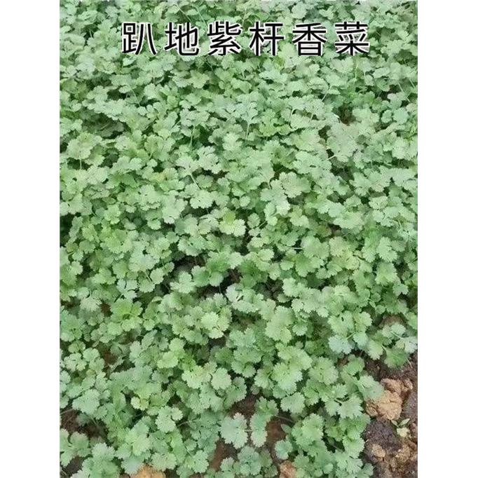 趴地紫杆香菜种子高产耐