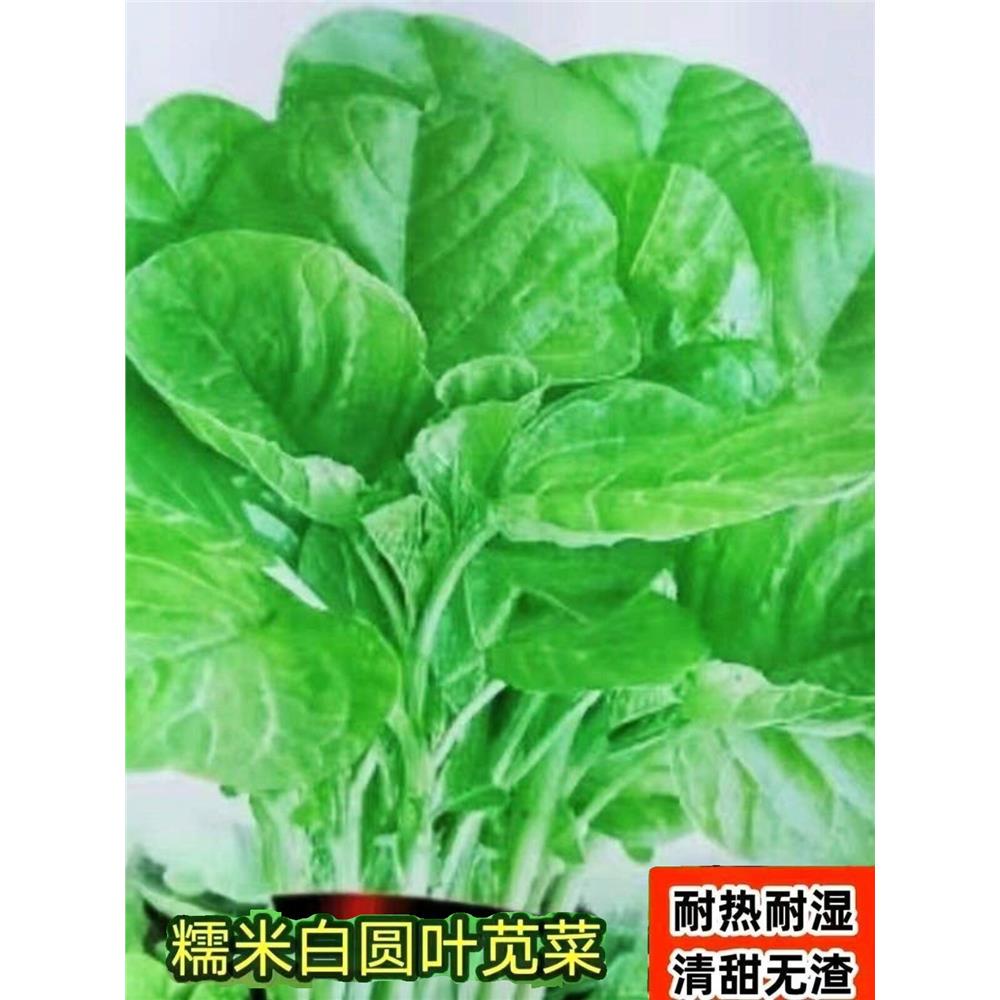 高产良种】糯米白圆叶苋