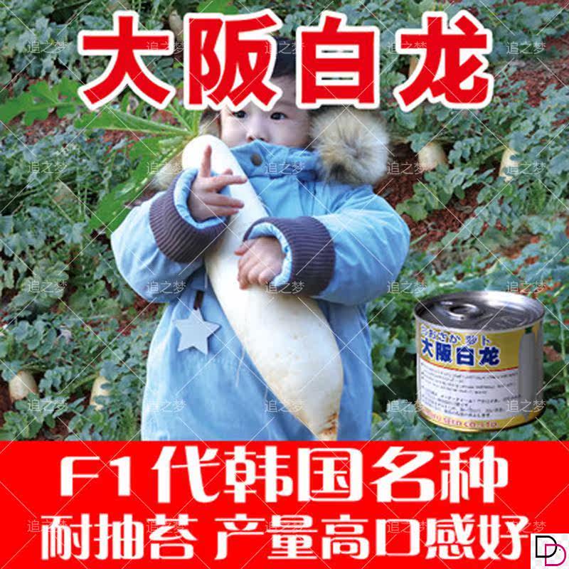 夏季抗热品种耐热杂交40
