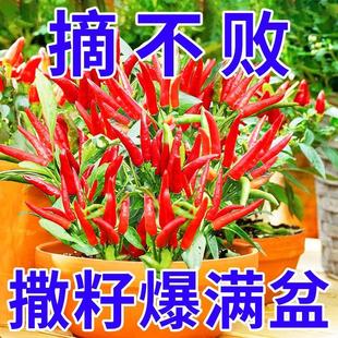朝天椒种种子阳台易种四季小米辣辣椒菜种子大全花卉盆栽蔬菜种子