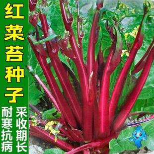 红菜苔种子四季甜菜心种子阳台盆栽早熟青菜苔油菜菜芯白菜苔新种