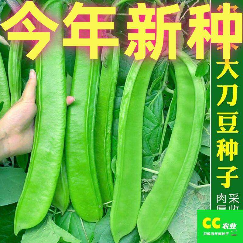 A刀豆种子大红巨型籽巴西