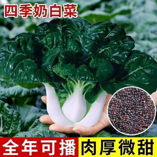 黑奶油白菜种子耐热耐湿肉厚味甜速生蔬菜籽适合新手家庭园艺