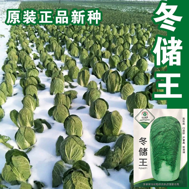 秋季种植越冬高产抗病大白菜