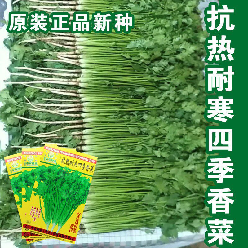 四季香菜种子大小叶芫荽籽速生抗热抗寒易种植庭院阳台蔬菜种子孑