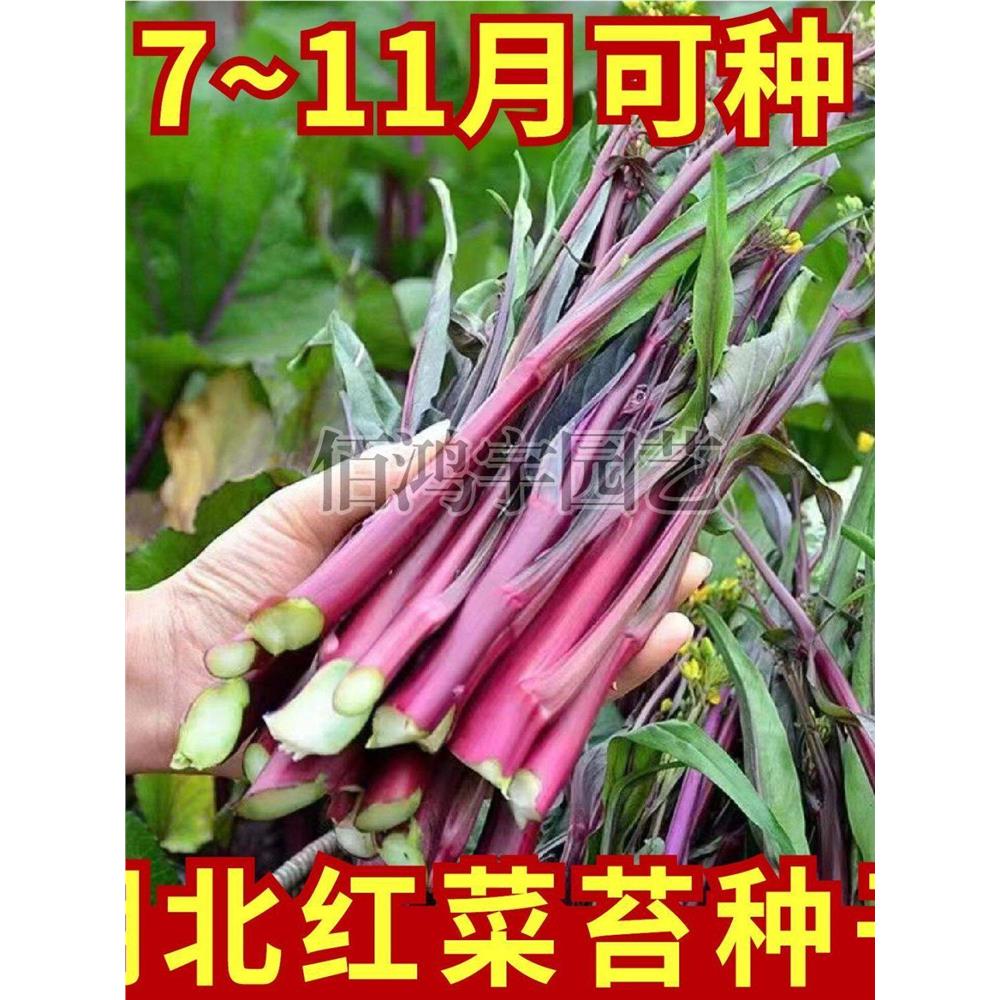 红菜苔种子心正宗洪山籽