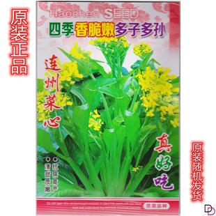 连州菜心种子种籽多芽甜菜心增城迟菜心油菜苔高脚菜心四季播蔬菜