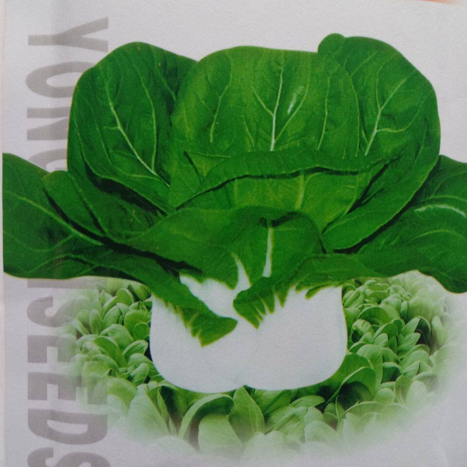 原装矮脚黄兔子脚小白菜上海青青菜种子阳台盆栽庭院易种蔬菜种籽
