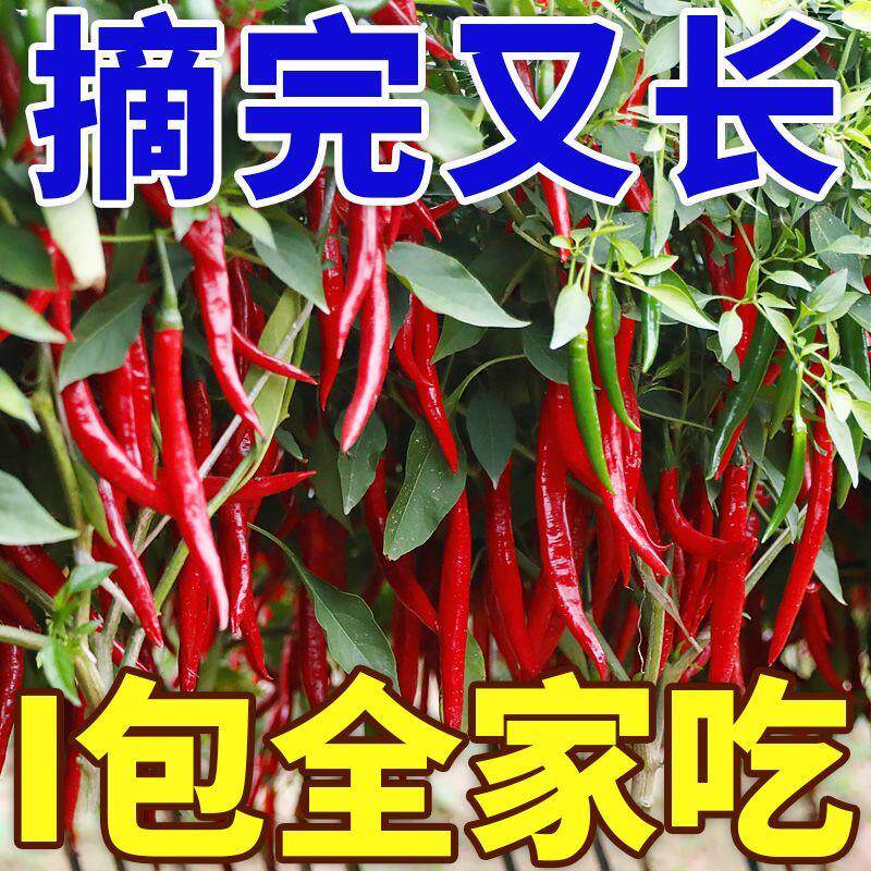 【大甩卖】美人椒种子特色红尖椒长辣椒种籽四季种植花卉盆栽蔬菜
