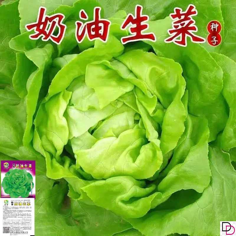 四季奶油生菜种子可生吃