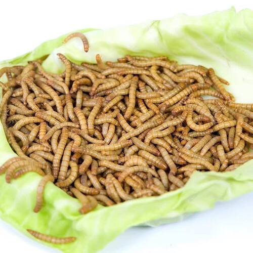虫子活的豹纹守宫饲料虫黄粉虫大麦虫宠物饲料画眉八哥爬宠饲料