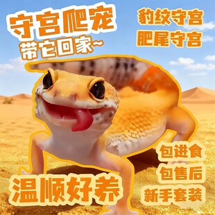 豹纹守宫蜥蜴活物新手入门懒人宠物可爱爬虫易养异宠小型温顺幼体