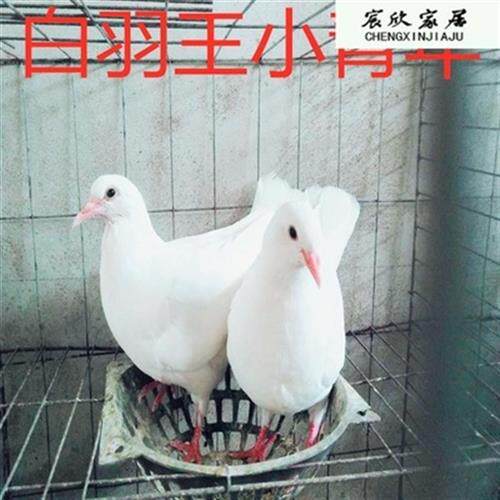 2021一对鸽鸽子活苗活物肉活幼体鸽小鸽子鸽子白鸽鸽羽王雨点新品