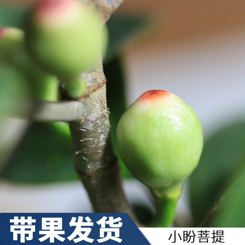 小盼菩提盆栽室内花卉带果好养植物办公室桌面绿植老桩菩提树盆景