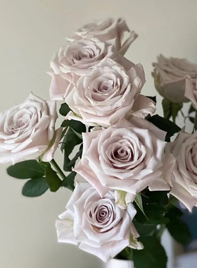 曼塔超新品月季灌木复古灰色切花玫瑰苗盆栽阳台花卉四季开室内