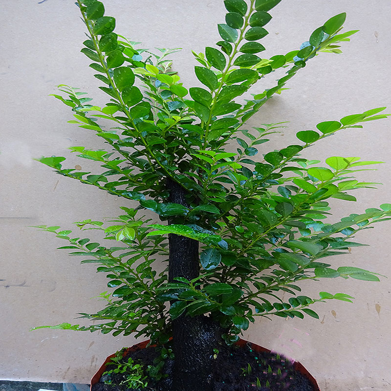 名贵小叶紫檀盆景植物树桩室内客厅盆栽花卉四季常青易养绿植阳台