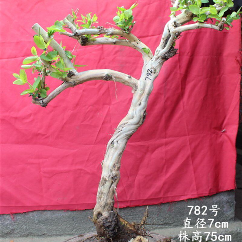 阳台族金银花老桩盆栽爬藤种植树苗四季室内外植物苗盆景盆栽老桩