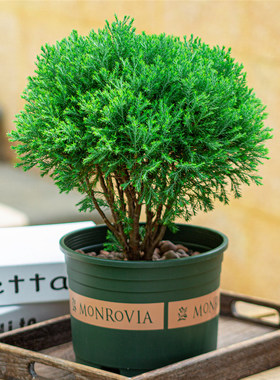 雾松盆栽雾凇四季常青树室外庭院阳台花卉植物松树苗松柏盆景绿植