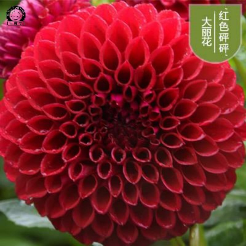 大丽花带花苞发货阳台巨型花种球根种子绿植物菊花苗庭院花卉盆栽